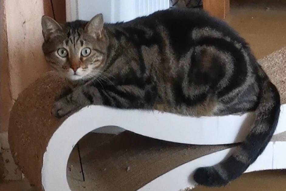 Alerta de Desaparición Gato  Macho , 5 años Aix-en-Provence Francia