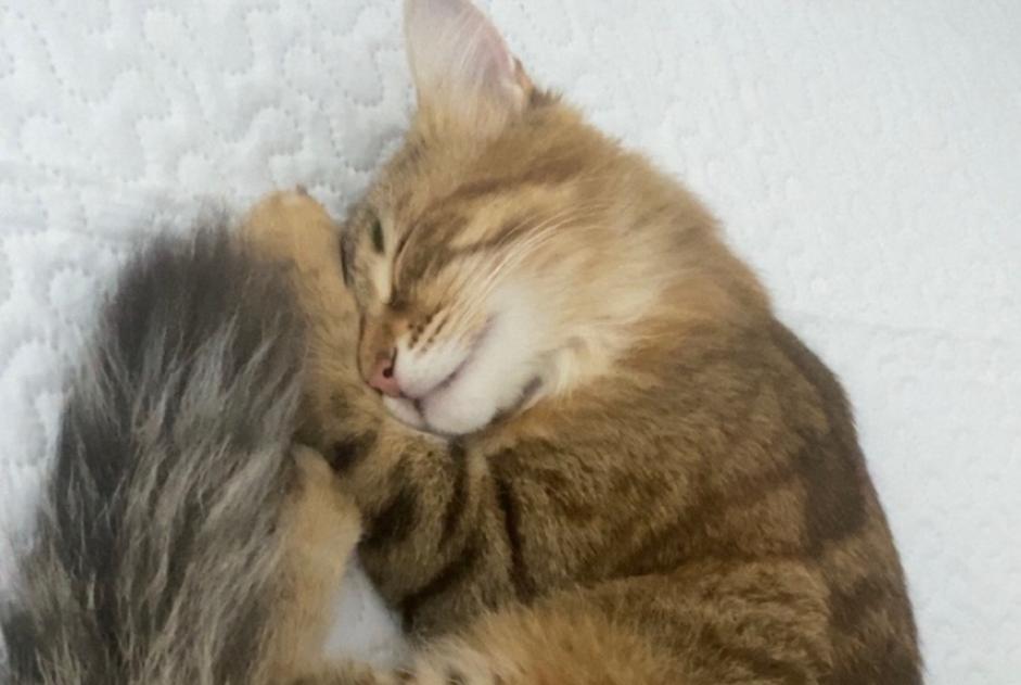 Alerta de Desaparición Gato Hembra , 1 años Éguilles Francia