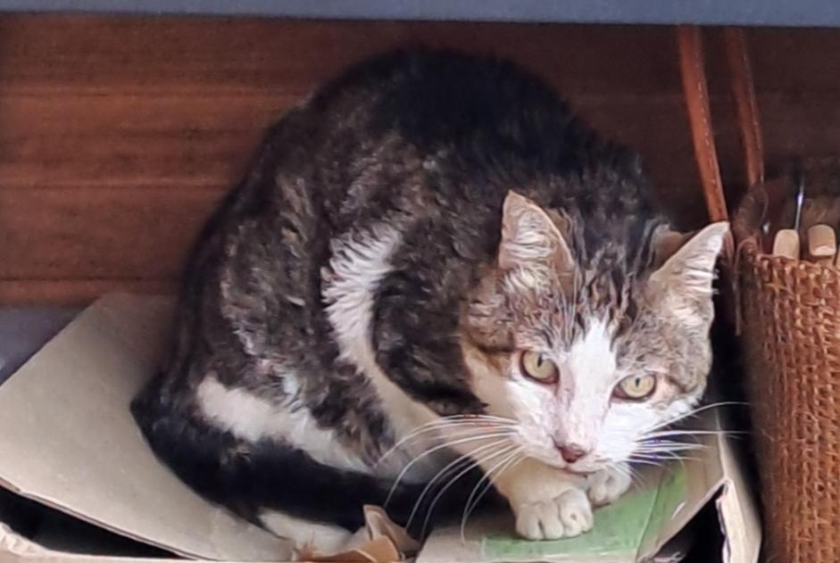 Alerta de Desaparición Gato cruce  Macho , 13 años Aix-en-Provence Francia