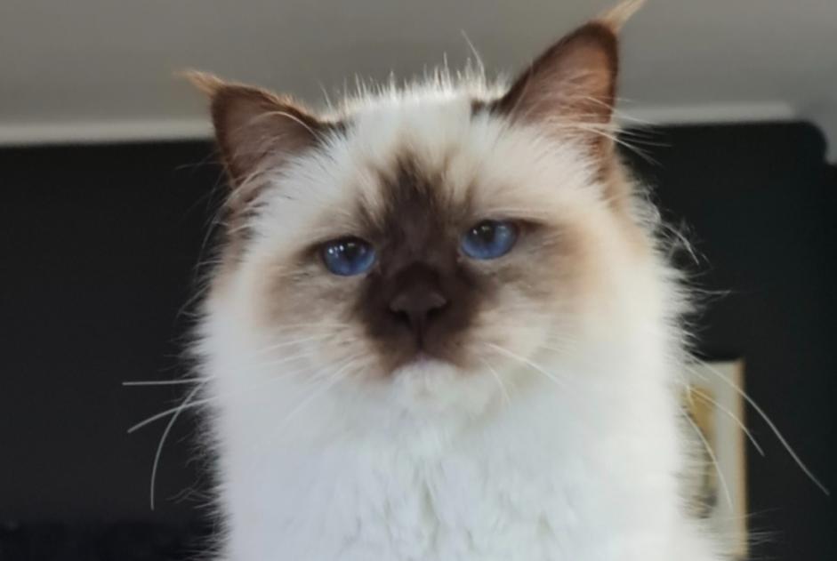 Alerte Disparition Chat Femelle , 1 ans Cabriès France Alerte Disparition Chat Femelle , 1 ans Cabriès France