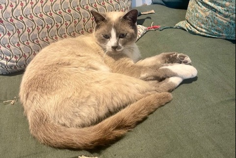 Alerte Découverte Chat Inconnu Aix-en-Provence France