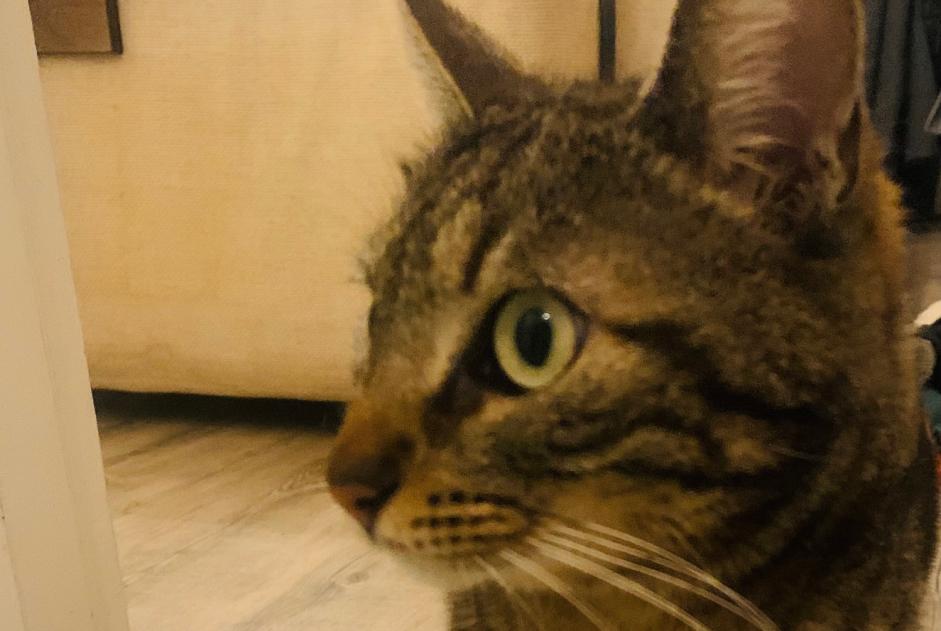 Alerte Disparition Chat  Femelle , 5 ans Aix-en-Provence France