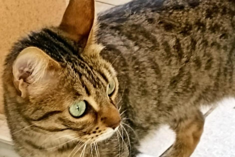 Alerte Disparition Chat Femelle , 5 ans Gardanne France Alerte Disparition Chat Femelle , 5 ans Gardanne France