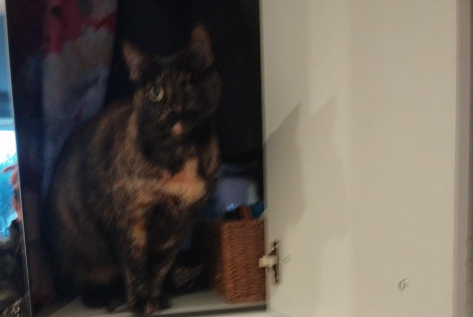 Alerte Disparition Chat croisement Femelle , 9 ans Marseille France Alerte Disparition Chat croisement Femelle , 9 ans Marseille France