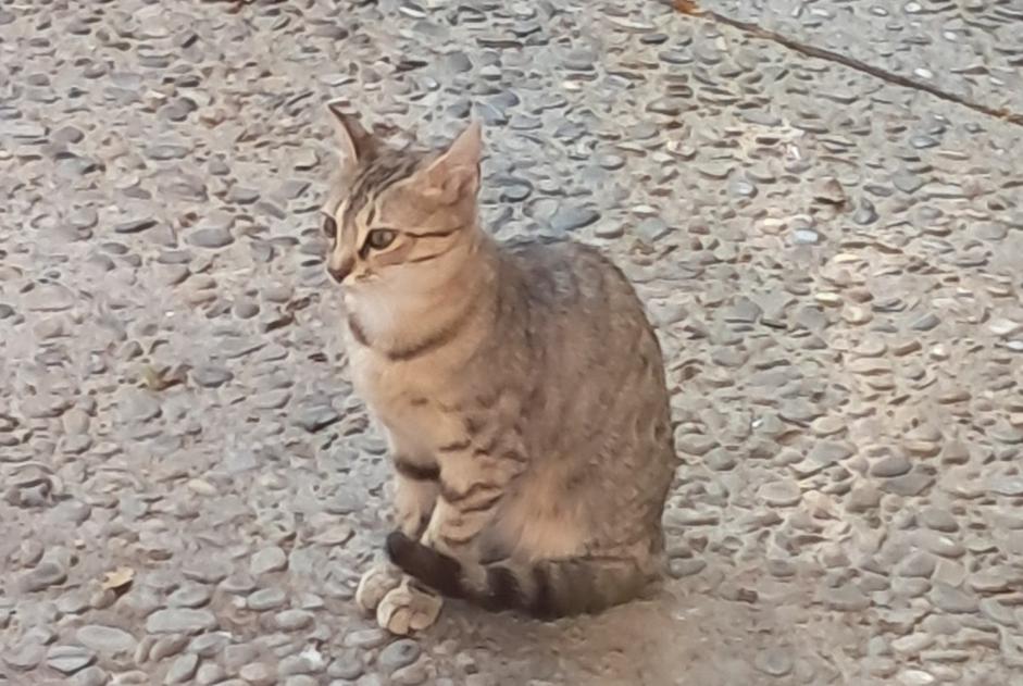 Alerte Découverte Chat Femelle Vitrolles France