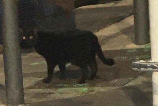 Alerte Disparition Chat Mâle , 3 ans Marseille France Alerte Disparition Chat Mâle , 3 ans Marseille France