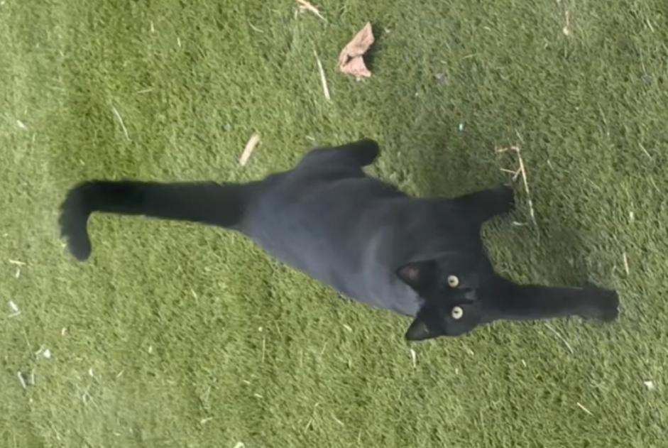 Alerte Disparition Chat Femelle , 1 ans Martigues France