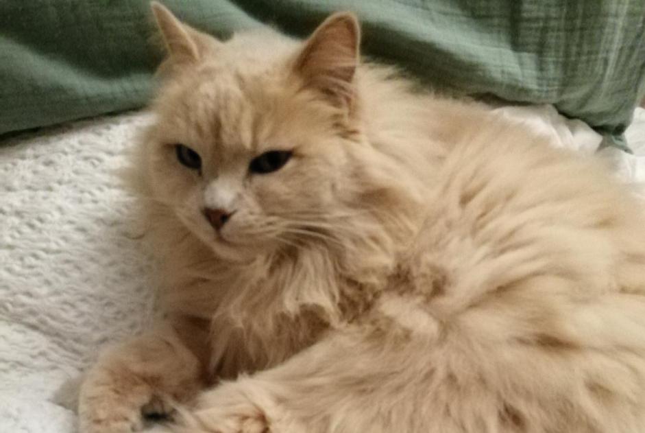 Avviso scomparsa Gatto Femmina , 9 anni Aix-en-Provence Francia Avviso scomparsa Gatto Femmina , 9 anni Aix-en-Provence Francia