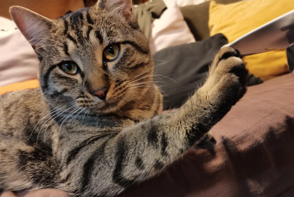Verdwijningsalarm Kat Mannetje , 1 jaar Saint-Étienne-du-Grès Frankrijk Verdwijningsalarm Kat Mannetje , 1 jaar Saint-Étienne-du-Grès Frankrijk