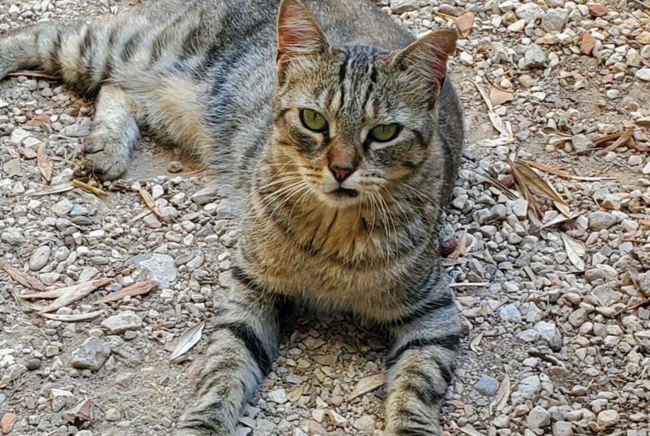 Verdwijningsalarm Kat Vrouwtje , 2 jaar Marseille Frankrijk Verdwijningsalarm Kat Vrouwtje , 2 jaar Marseille Frankrijk