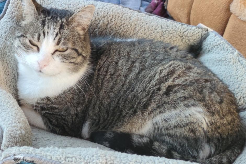 Alerta desaparecimento Gato Macho , 16 anos La Bouilladisse France Alerta desaparecimento Gato Macho , 16 anos La Bouilladisse France