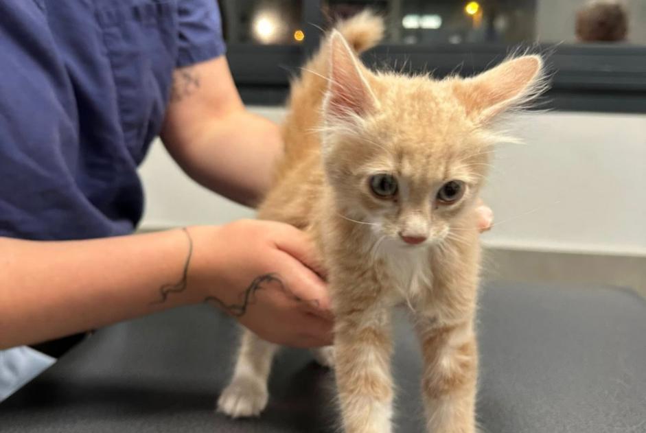 Alerta descoberta Gato Desconhecido Marseille France